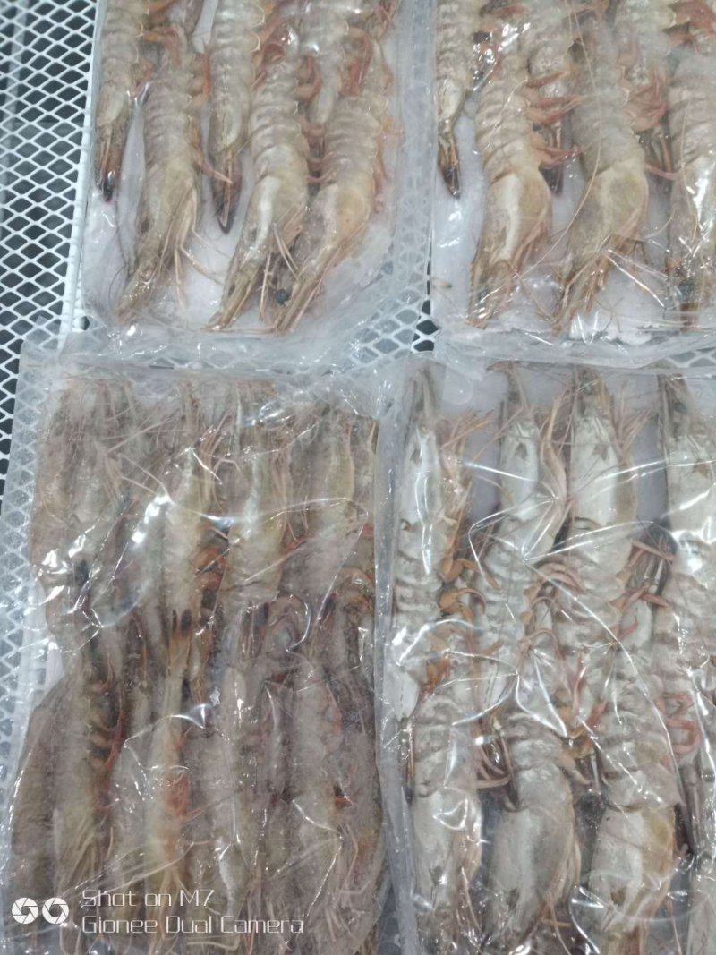 对虾青虾东方虾