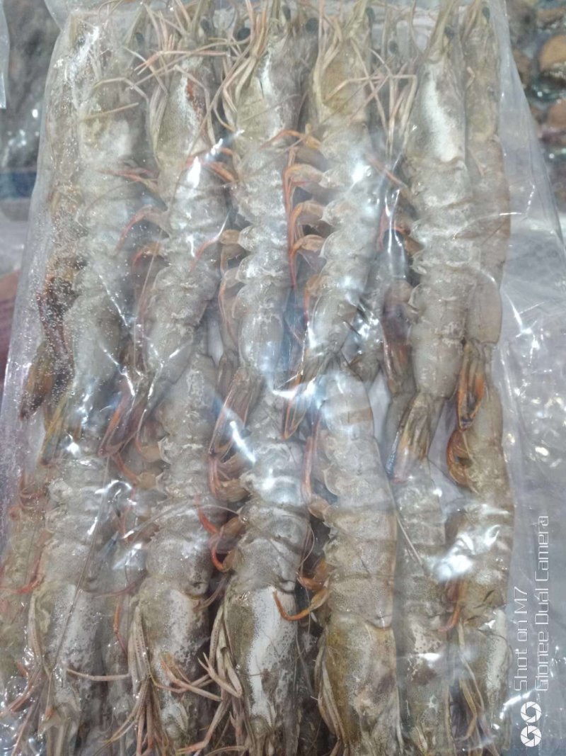 对虾青虾东方虾
