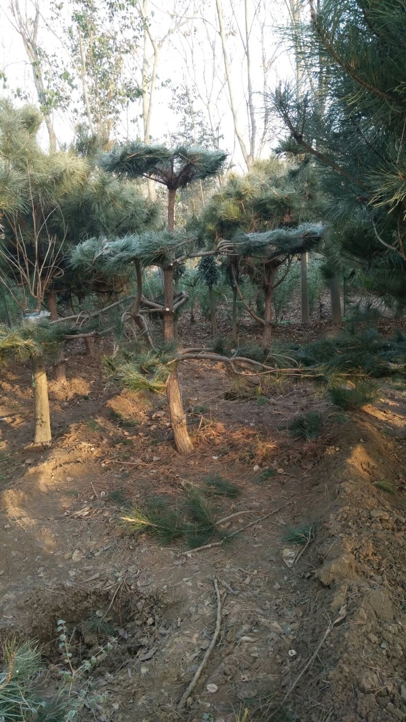 2米-3米造型油松，量大欢迎选购