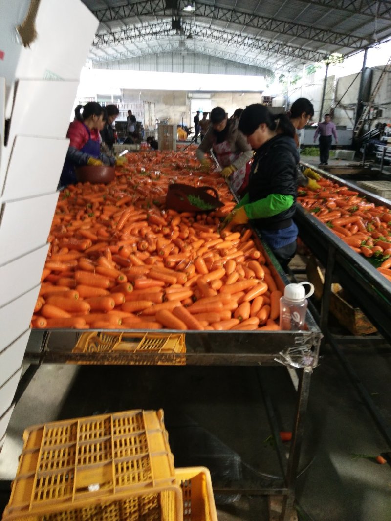 福建漳浦沙地胡萝卜，质量保证诚信经营，有各种包装