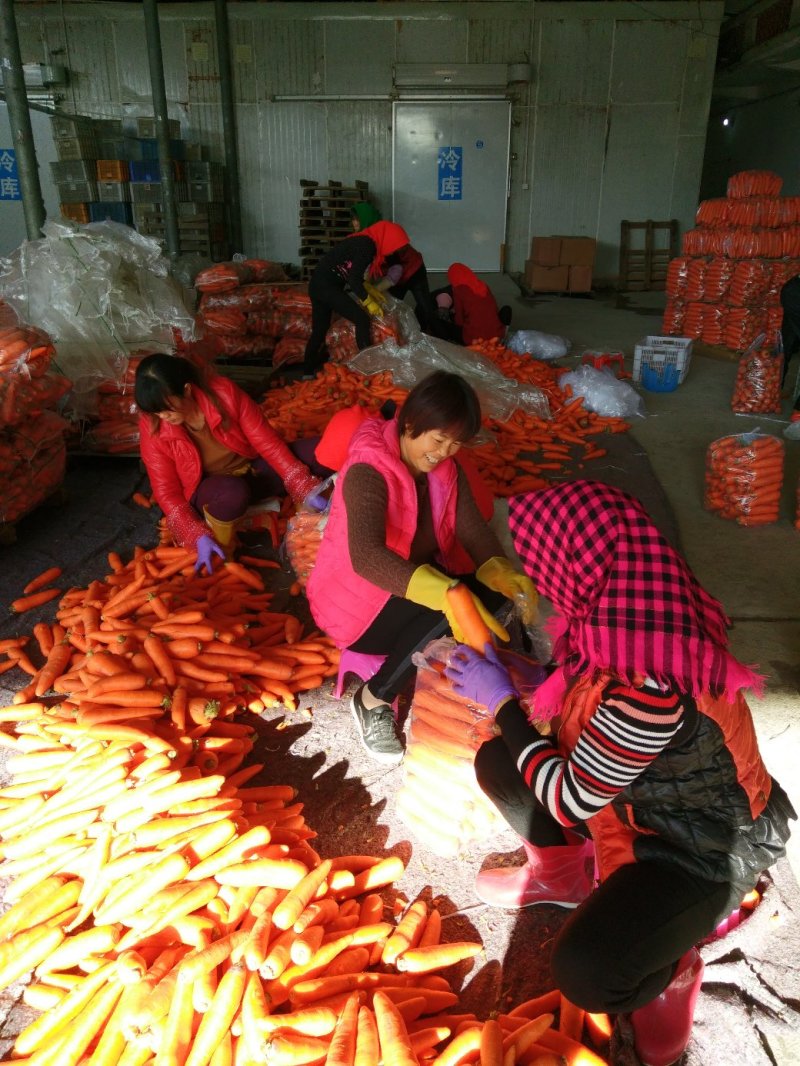 福建漳浦沙地胡萝卜，质量保证诚信经营，有各种包装