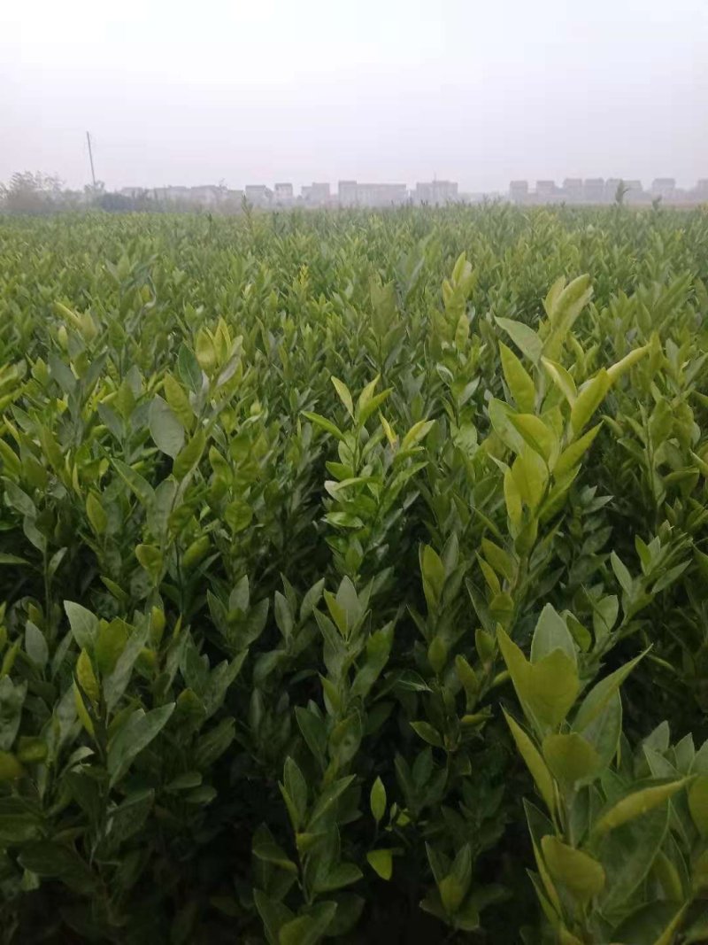 早熟柑橘苗日南一号500包邮