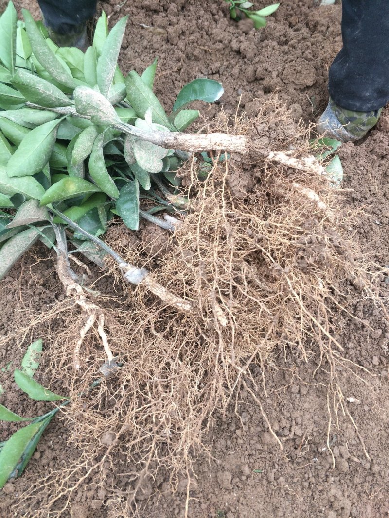 早熟柑橘苗日南一号500包邮
