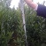 早熟柑橘苗日南一号500包邮