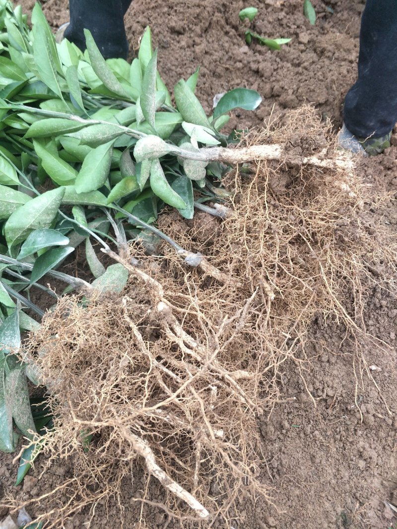 早熟柑橘苗日南一号500包邮