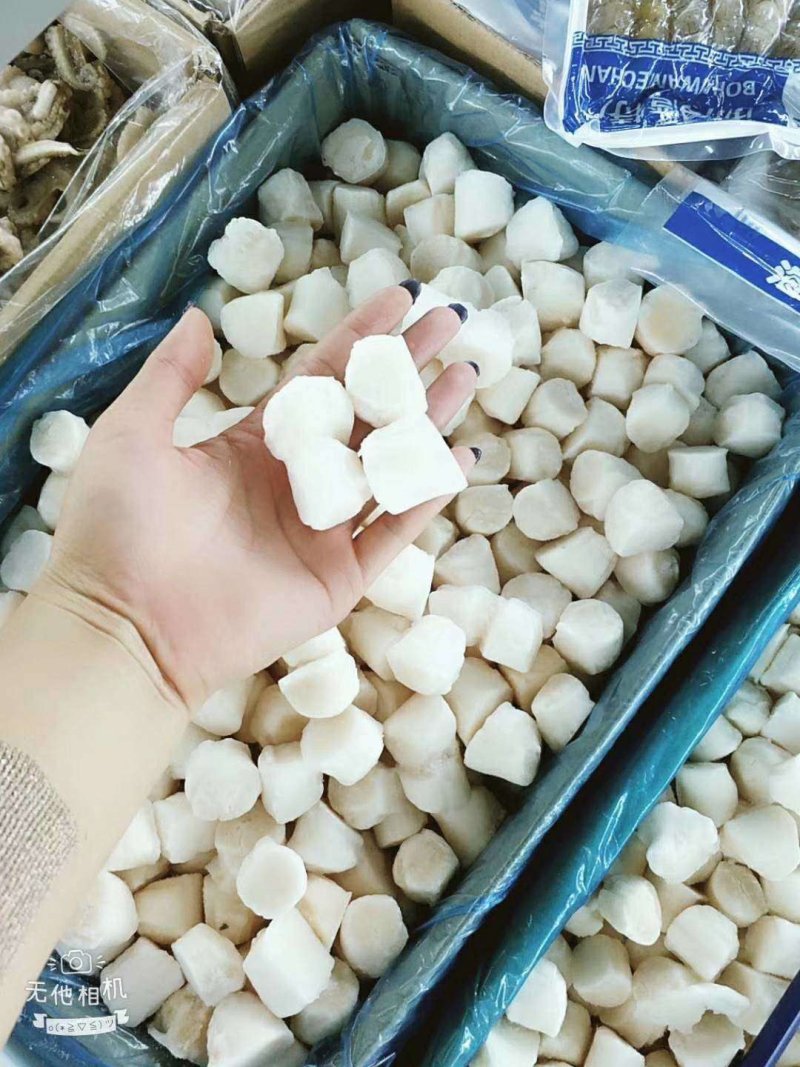 扇贝丁扇贝柱大号