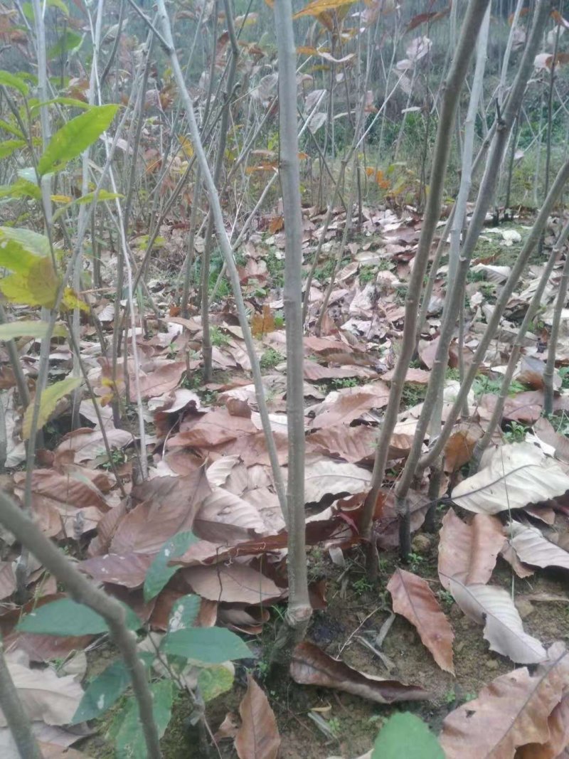 嫁接板栗苗一年苗0.5~50㎝品种纯正无病免费技