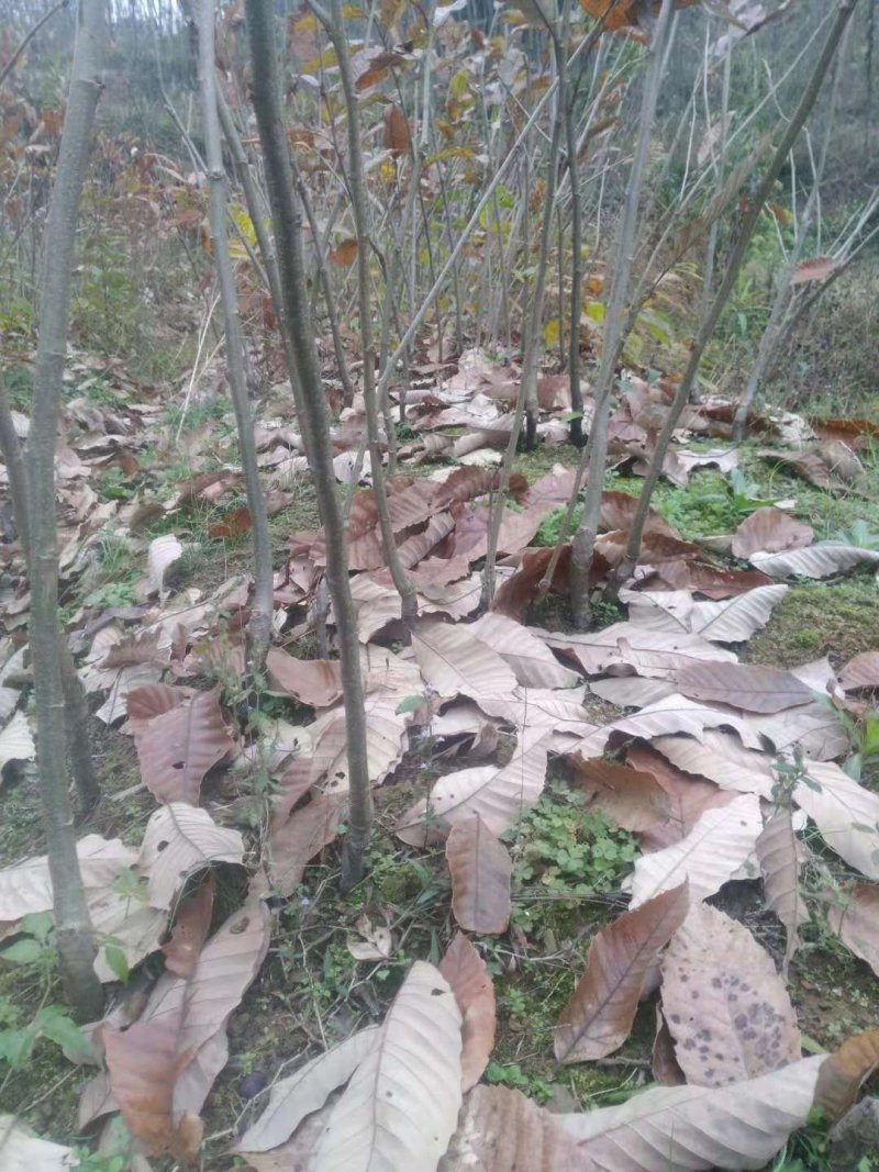嫁接板栗苗一年苗0.5~50㎝品种纯正无病免费技