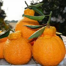 不知火柑橘苗(基地直供，品种纯正