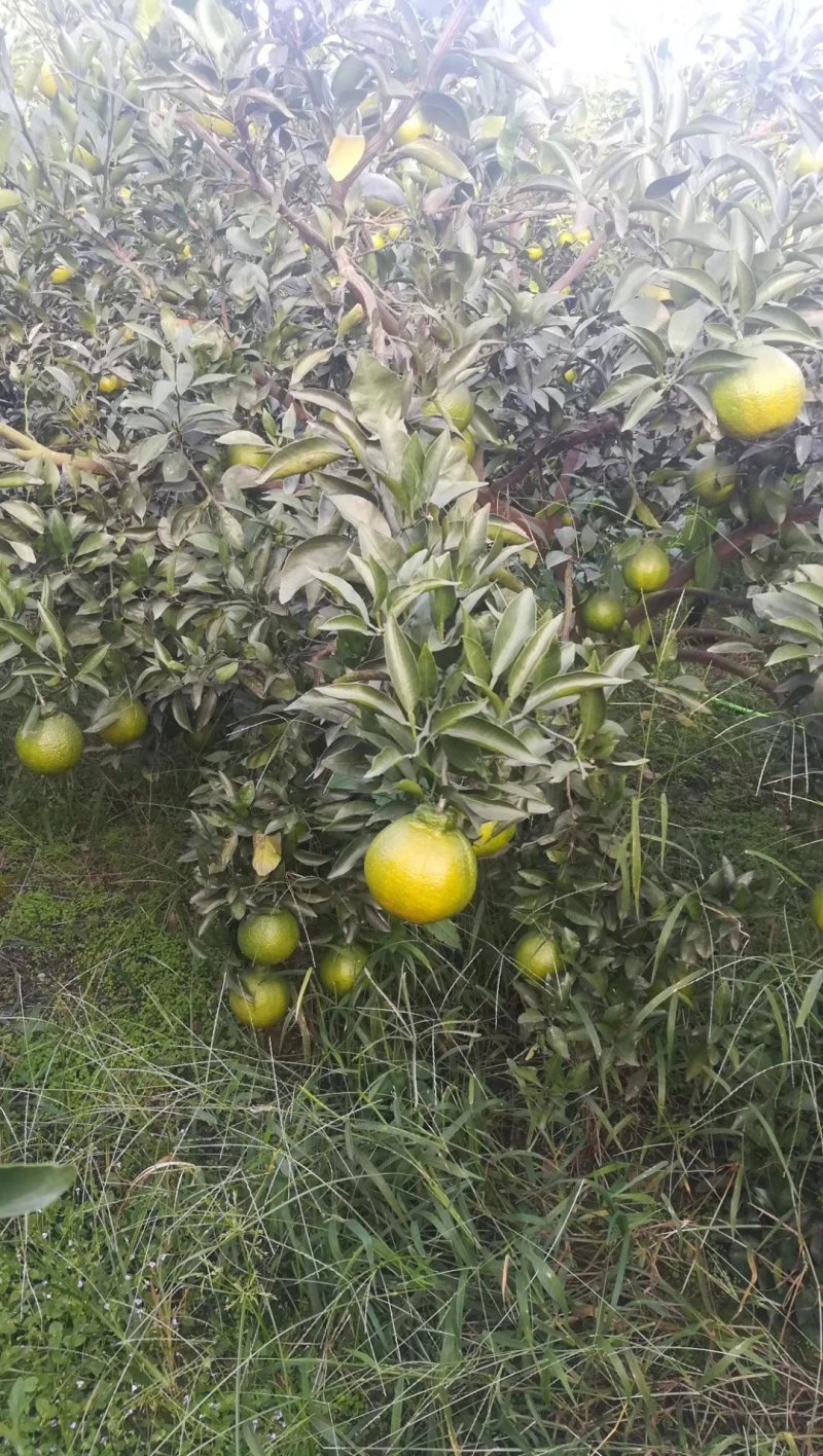 不知火柑橘苗(基地直供，品种纯正