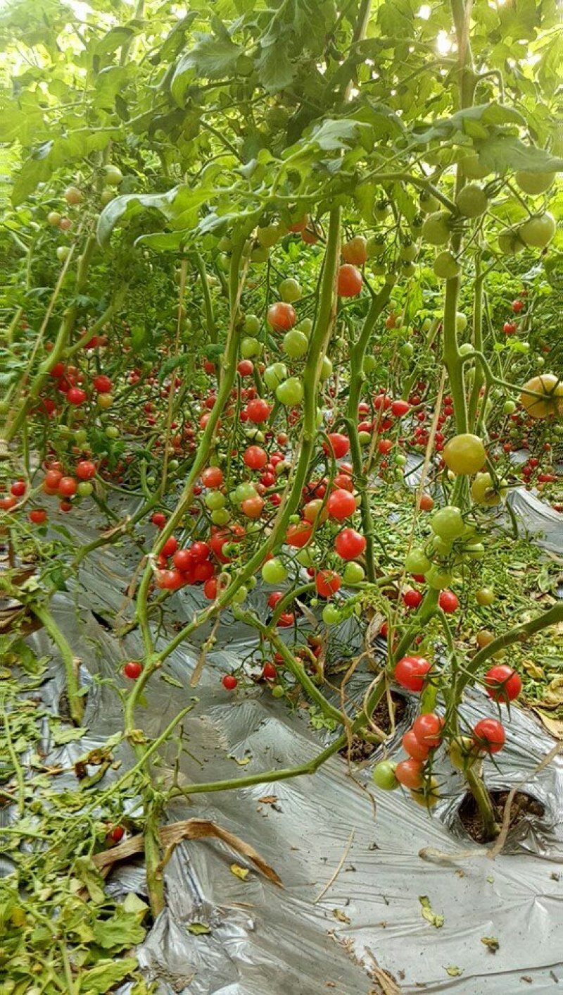 甜贝贝圣女果/山东济南产区直发/货源充足/欢迎大家