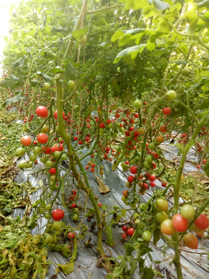 甜贝贝圣女果/山东济南产区直发/货源充足/欢迎大家