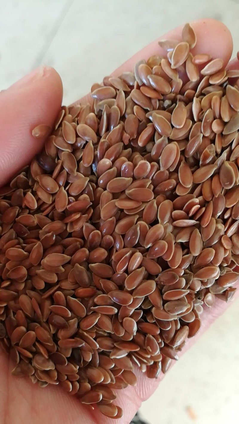 亚麻籽甘肃特产亚麻籽选货