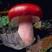 云南野生大红菌精品红菇云南特产野生大红菇