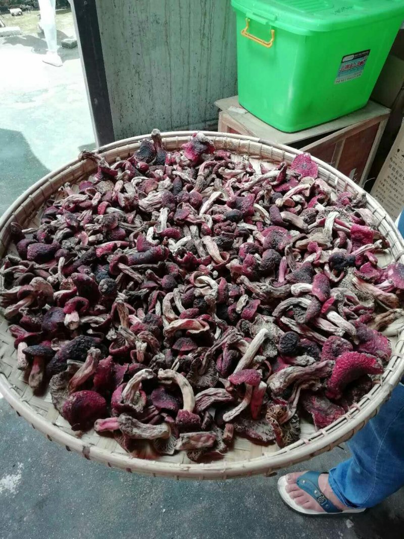 云南野生大红菌精品红菇云南特产野生大红菇