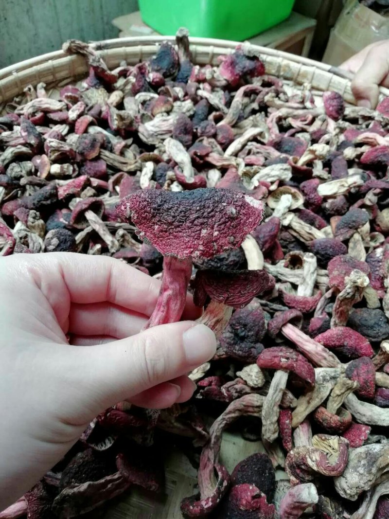 云南野生大红菌精品红菇云南特产野生大红菇