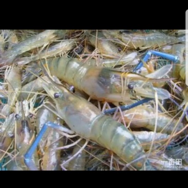 大沼虾