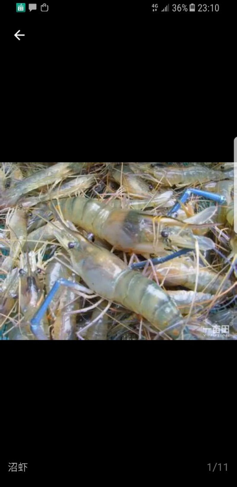 大沼虾