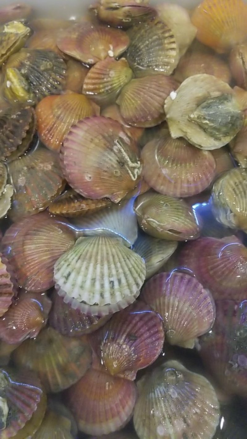 红扇贝