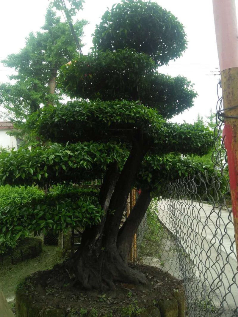 罗汉松、黑铁等