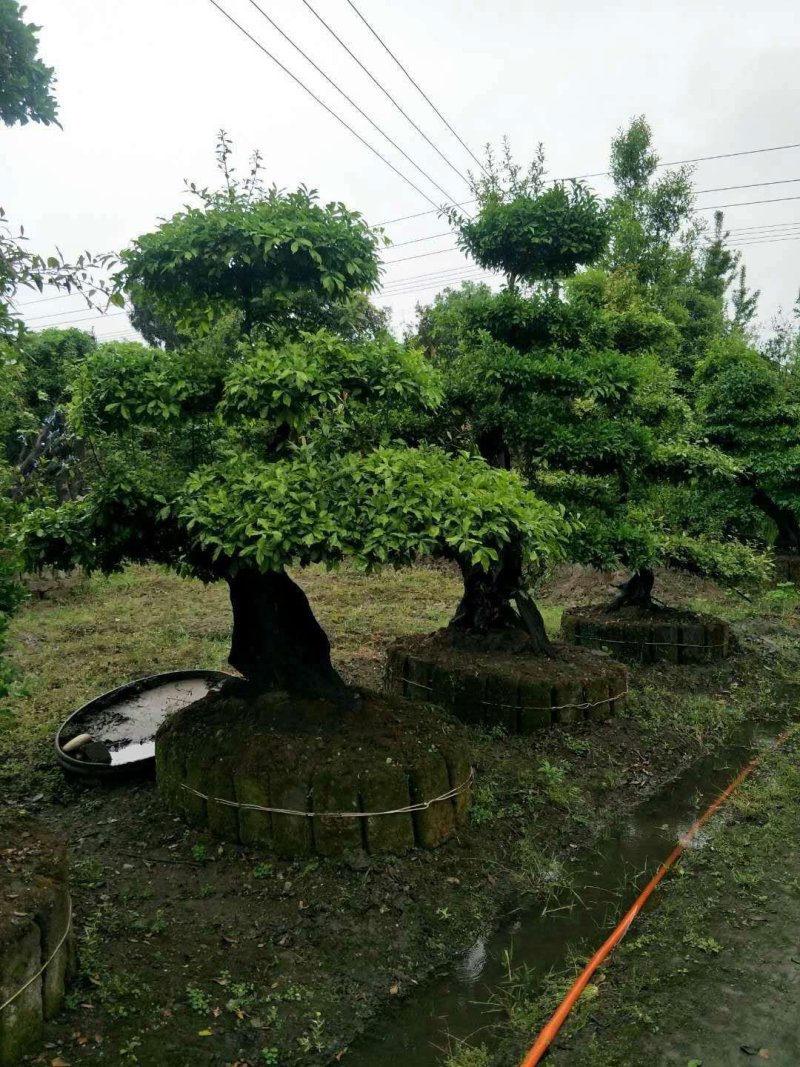 罗汉松、黑铁等