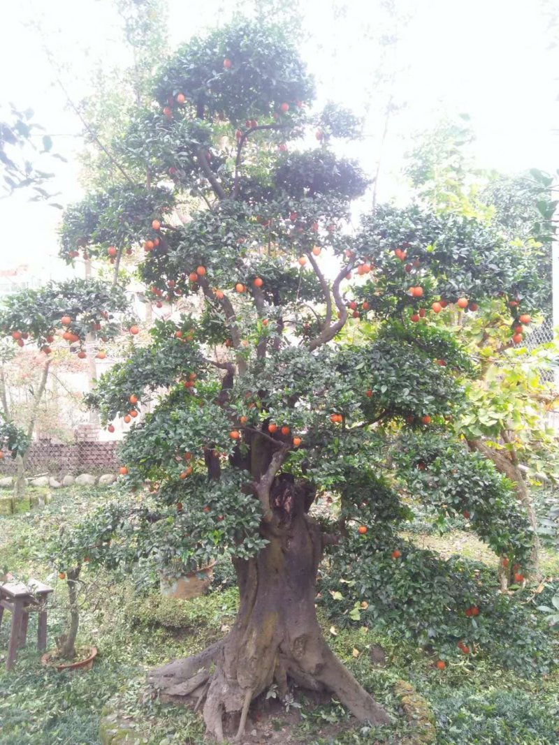 罗汉松、黑铁等