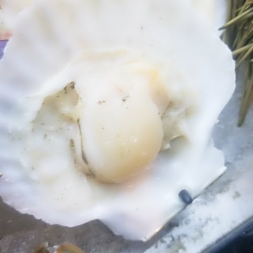 扇贝
