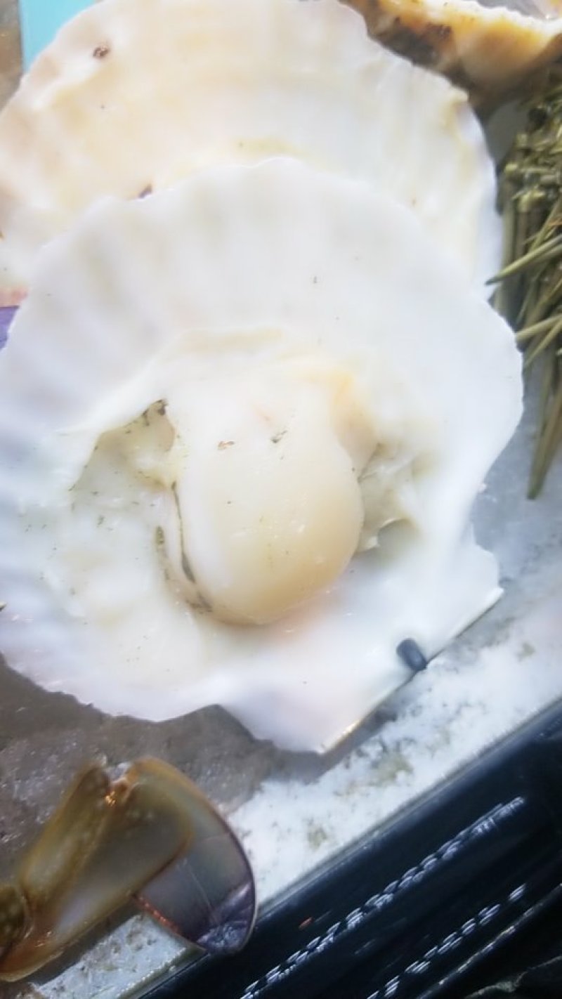 扇贝