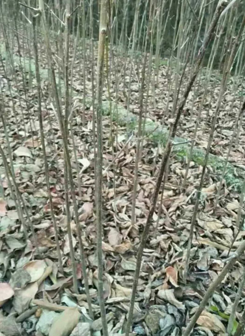 腰果树苗嫁接苗全国包邮