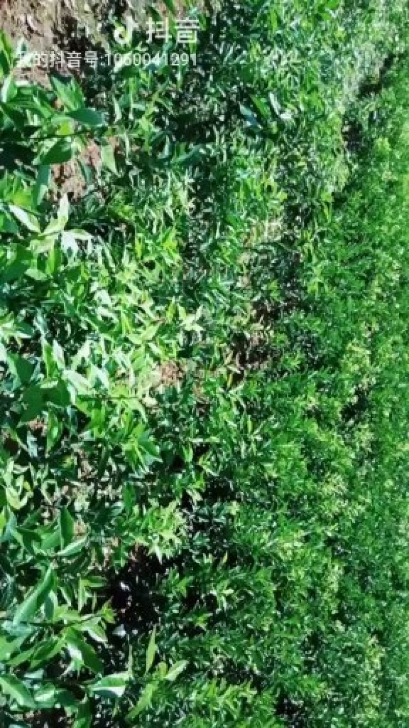 酸桔苗酸柑苗酸橘苗红橘实生苗靠接专用包邮