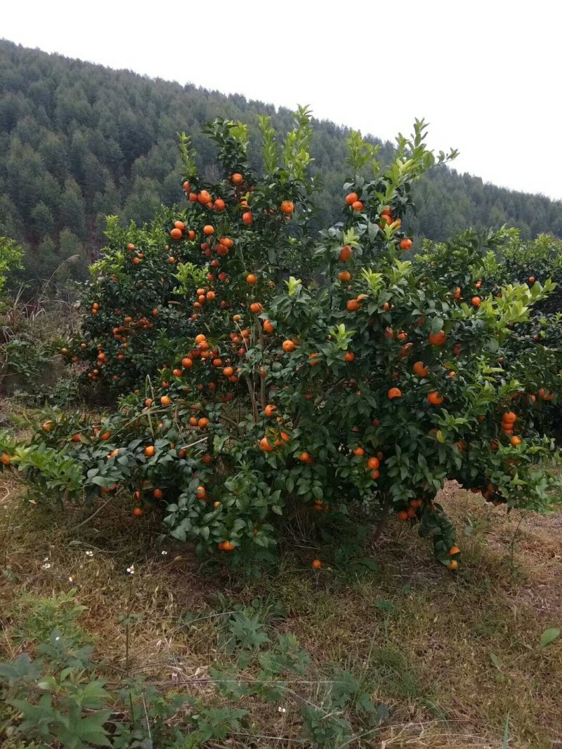 【荐】产地直供砂糖桔对接各级客商、电商服务完善欢迎咨询