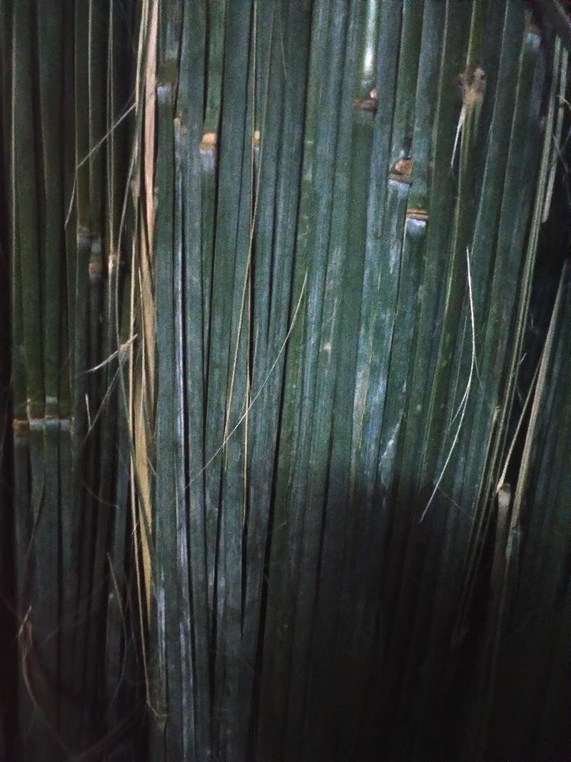 绑甘蔗竹篾条、温棚竹签、小竹条