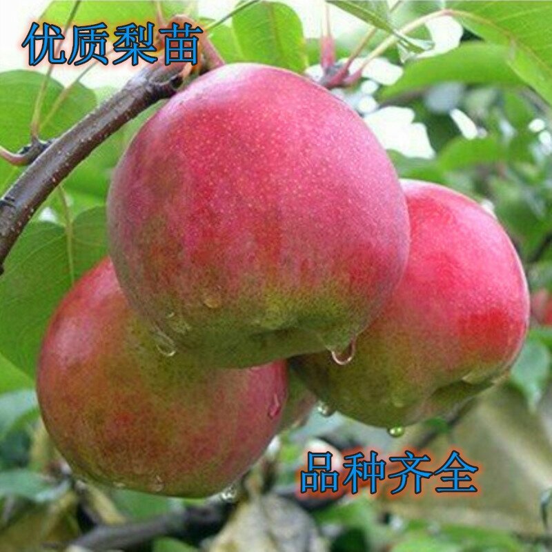 各种桃，石榴，苹果，板栗，核桃…小苗及各种花卉，品种多样