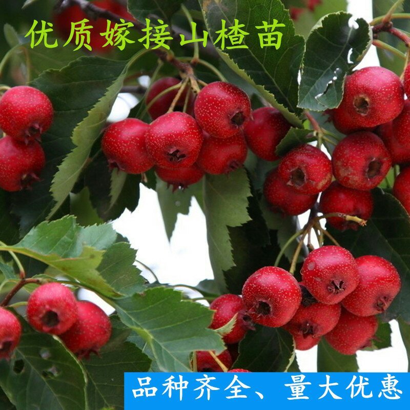 各种桃，石榴，苹果，板栗，核桃…小苗及各种花卉，品种多样