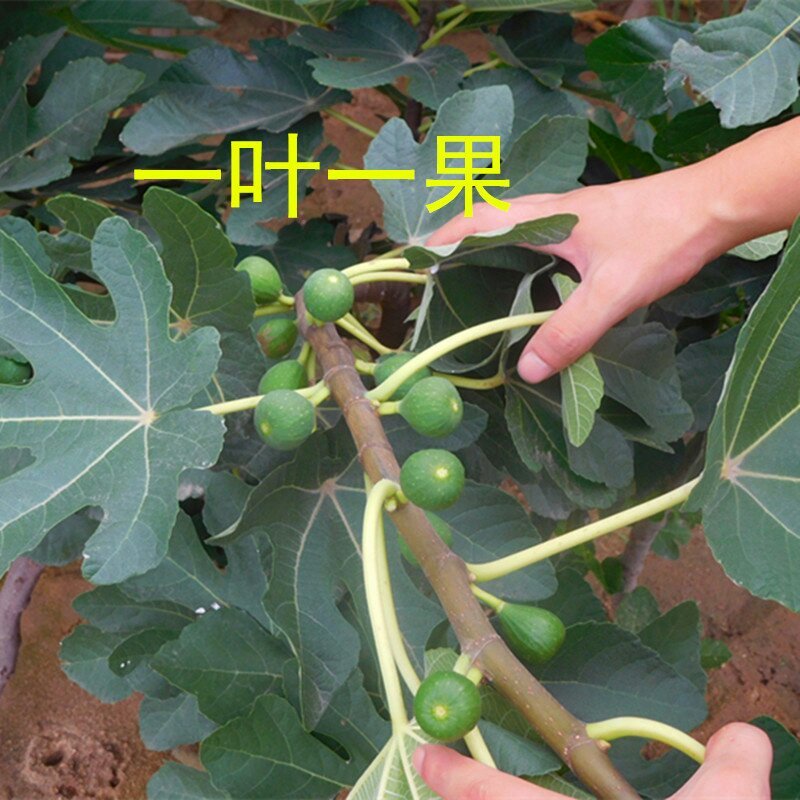 各种桃，石榴，苹果，板栗，核桃…小苗及各种花卉，品种多样