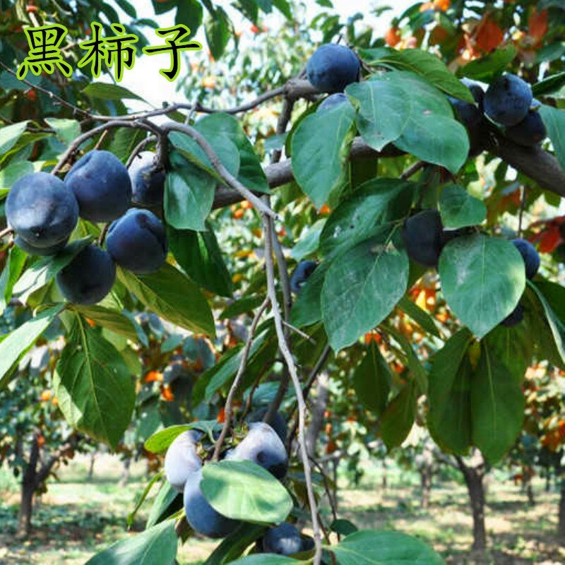 各种桃，石榴，苹果，板栗，核桃…小苗及各种花卉，品种多样