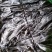特级优质山东荣成高区精装打捆海带无沙无碎菜宽厚顺风车发货