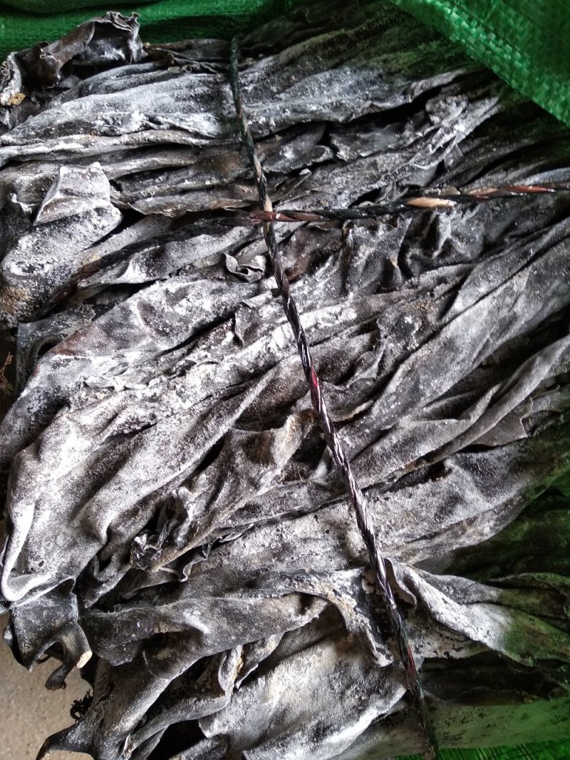特级优质山东荣成高区精装打捆海带无沙无碎菜宽厚顺风车发货