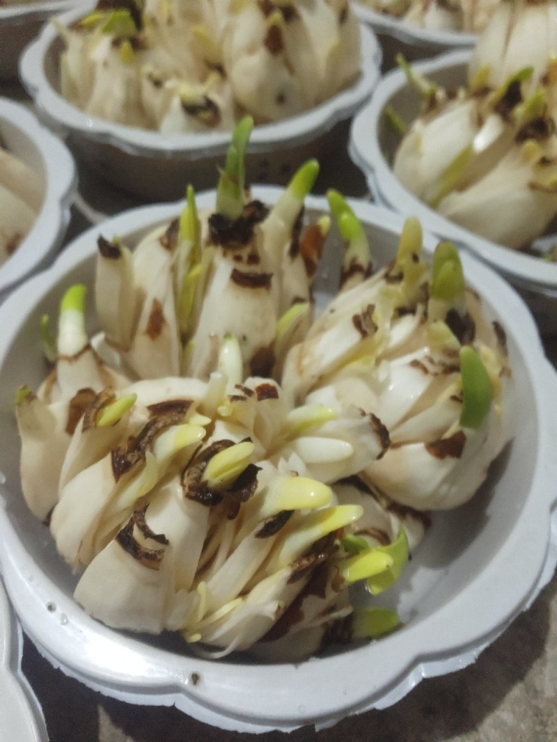 破头水仙花大盆组合