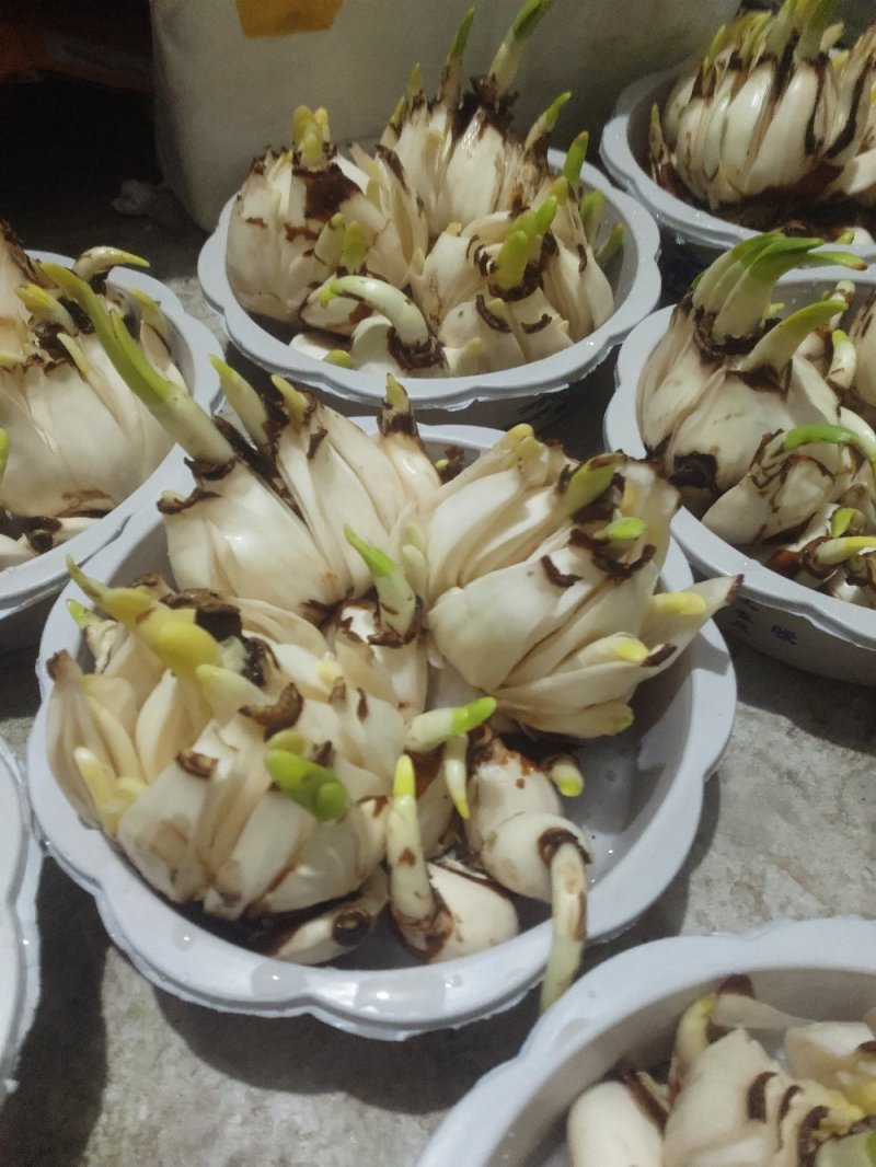 破头水仙花大盆组合