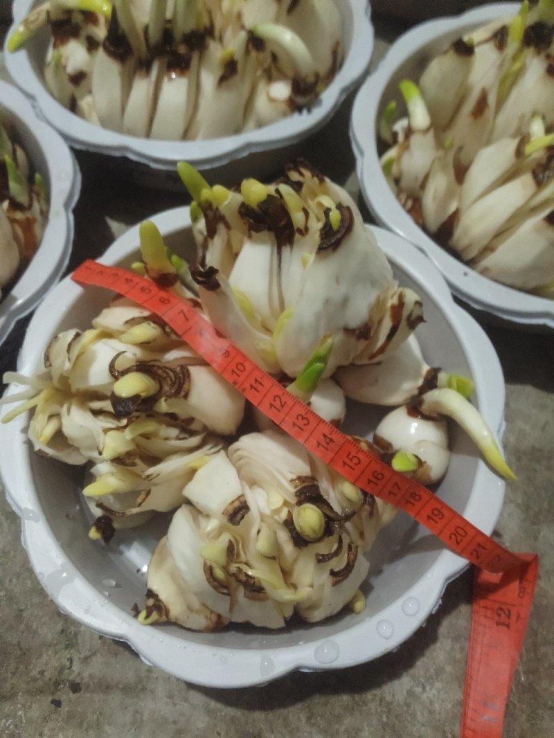 破头水仙花大盆组合