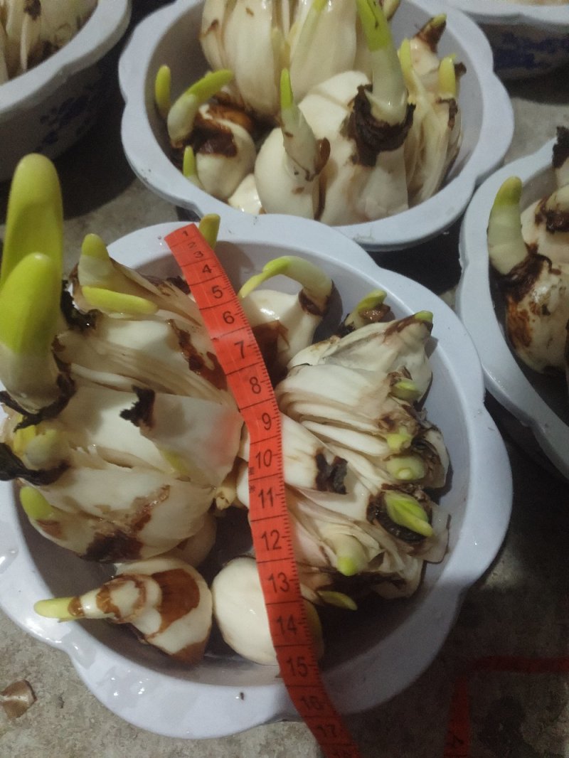 破头水仙花中盆组合