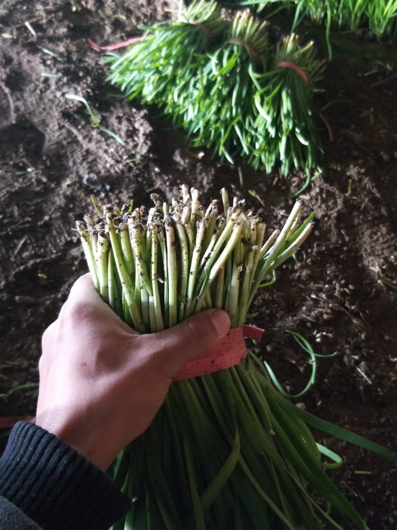 头刀韭菜紫根