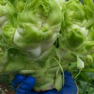 儿菜