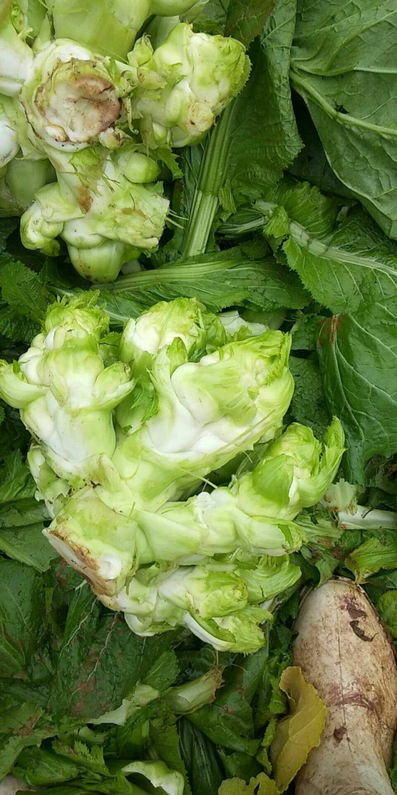 儿菜