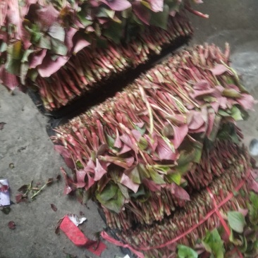 鱼腥草叶子