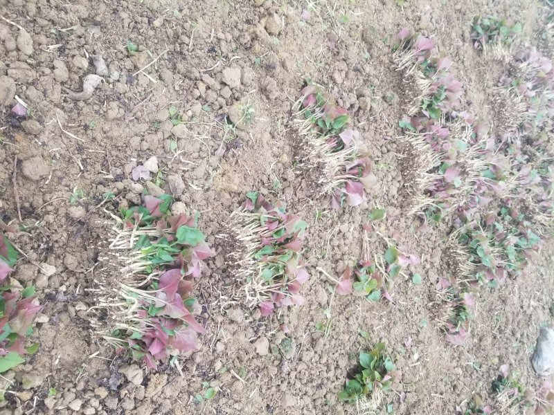 鱼腥草叶子