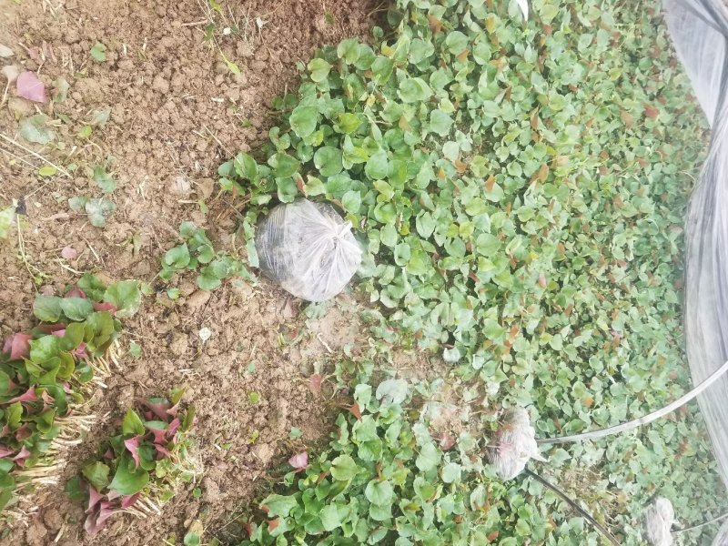 鱼腥草叶子