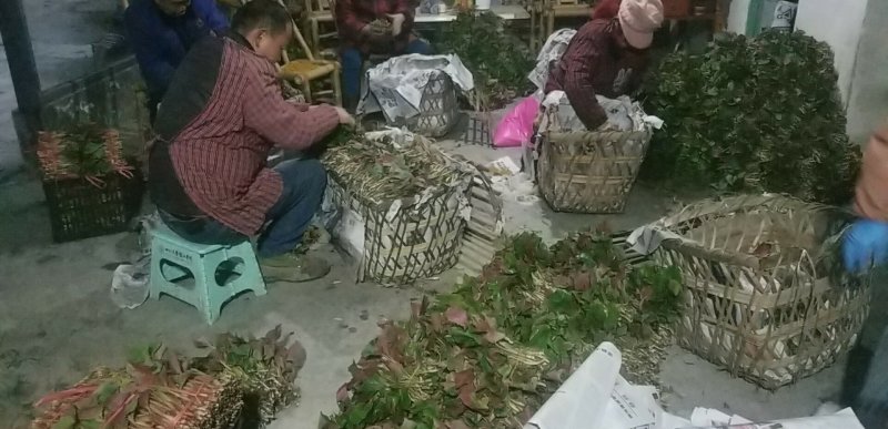 鱼腥草叶子