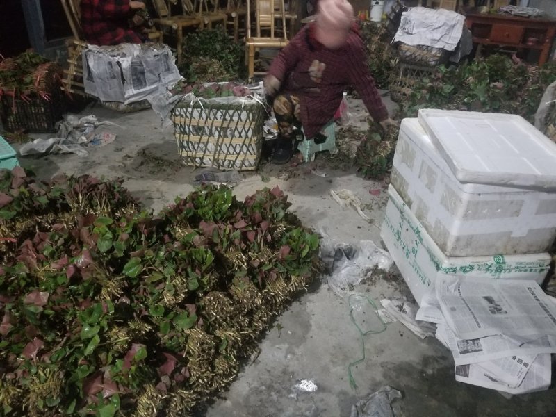 鱼腥草叶子